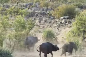 Стадо буйволов отбило слоненка у прайда львов в национальном парке в ЮАР