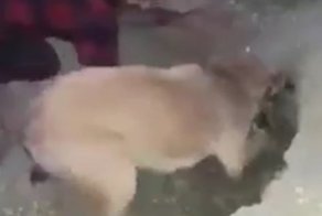  Парень помог собаке откопать засыпанных землей щенков 