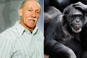 Как в США родился гибрид человека и шимпанзе, которого убили запаниковавшие учёные