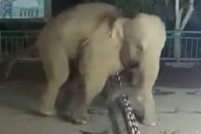 Дикий слон нелегально перешёл китайскую границу