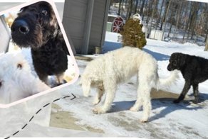 В 4:30 лабрадудли вытащили хозяина на мороз, чтобы показать свою находку… И это спасло ЖИЗНЬ!