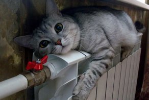 Кошачьей мерзлявости пост