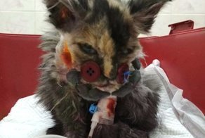 Котёнок попал в вентилятор. Чтобы спасти его, врачи пришивали мордашку на пуговицы