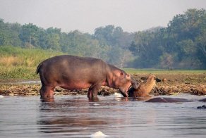 Как бегемот спас водяного козла от крокодила