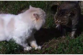 Матерящийся кот - горе в семье! Разборки дерзких котов на районе