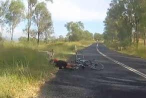 Кенгуру выпрыгнул на дорогу и сбил велосипедистку