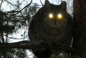 Свет фар кошачьих