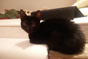 Как реагировать на "развод" по скайпу