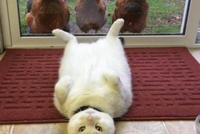 Смешные картинки и прикольные фотографии