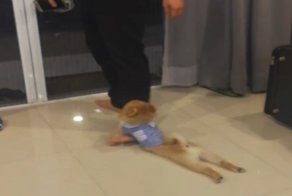 Собака не хочет расставаться со своим новым другом