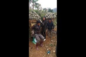 Невероятно выносливые сборщики ананасов во Вьетнаме