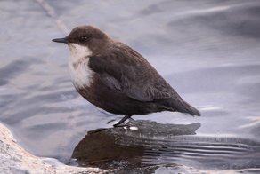 Январская оляпка