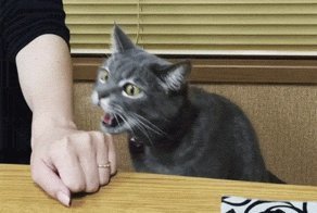 Гифки с животными