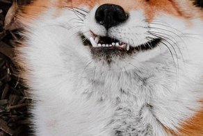 Kак лиса избавляется от блох