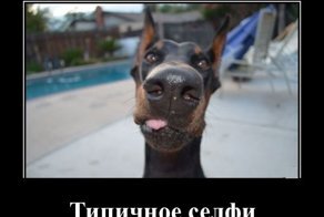 Свежая подборка демотиваторов, которые поднимут вам настроение