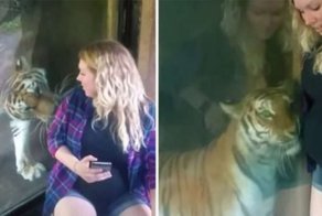 “Я знаю, у тебя там малыш!” Тигр из зоопарка прижался к животу беременной женщины…