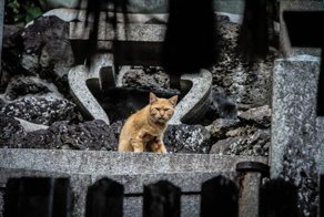 Не ломайте кошкам лапы