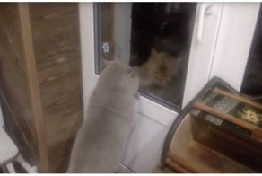 Открой! Говорящий котик требует открыть дверь