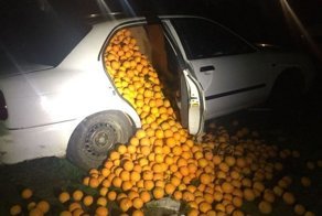 Испанские полицейские задержали апельсиновых воров