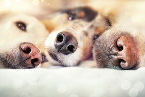 10 «бородатых» мифов о вашей собаке, в которые давно пора перестать верить!