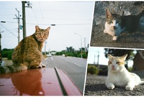Тайваньский фотограф снимает на плёнку колоритных уличных котов