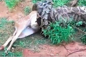 Туристы сняли на видео, как четырехметровый питон проглатывает оленя