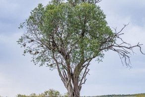 Найди сову! Эта птица невероятно хорошо замаскировалась