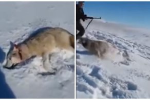 В Казахстане волк "восстал из мёртвых" и бросился на охотника