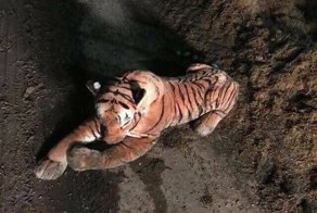 Офицеры час не выходили из авто, боясь тигра