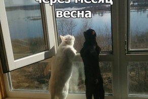 Минутка смеха