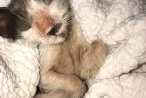 От нее отказались в приюте и в службе спасения, но любящее сердце не дало ее усыпить