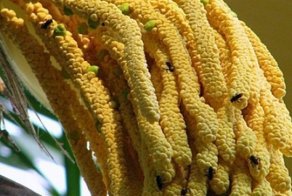 Персиковая пальма