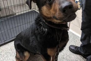 Вместо ошейника нелюди загнали под кожу собаки карабин