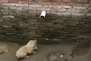 Ловкости этого щенка позавидуют многие кошки