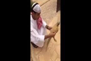 Араба напугала внезапно ожившая ящерица