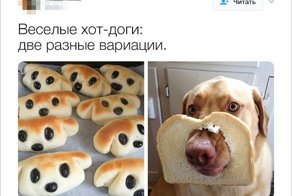  15 уморительных твитов от людей, у которых дома есть пушистые любимцы 