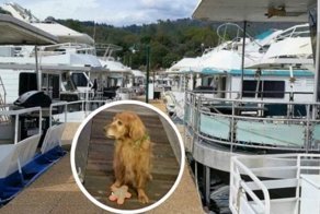 На пристани для яхт – никого. Кроме утопающего в воде старика и золотистого пса!