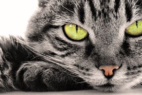 Кошки и интересные факты про них