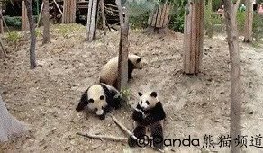 Жестокие гифки