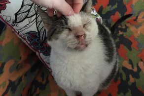 Пожилой кот обрёл семью после многих лет беспризорной жизни