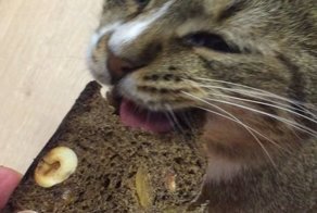 Вечно голодный кот Ванечка
