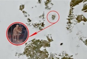 Пёс застрял над обрывом… Люди уехали, опасаясь лавины, но маленький борец вырыл себе пещеру!