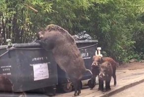 Огромный кабан обчистил школьную помойку в Гонконге