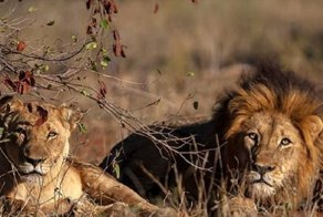 Не ходите, люди, в Африку гулять: прайд заживо съел браконьера