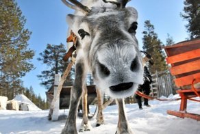 Ох, уж эти финские рестораны 