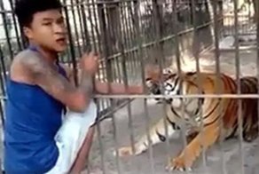 Азиат засунул руку в клетку с тигром и очень скоро пожалел об этом