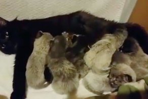 “СЕДЫЕ” котята родились у чёрной кошки!