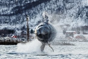 Потрясающие фотографии китов и косаток у побережья Норвегии