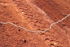 В Австралии засняли идеально выстроенный "поезд" из сотни гусениц