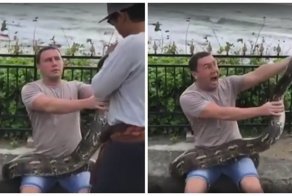 Твоё лицо, когда решил сделать фотографию со змеей на память